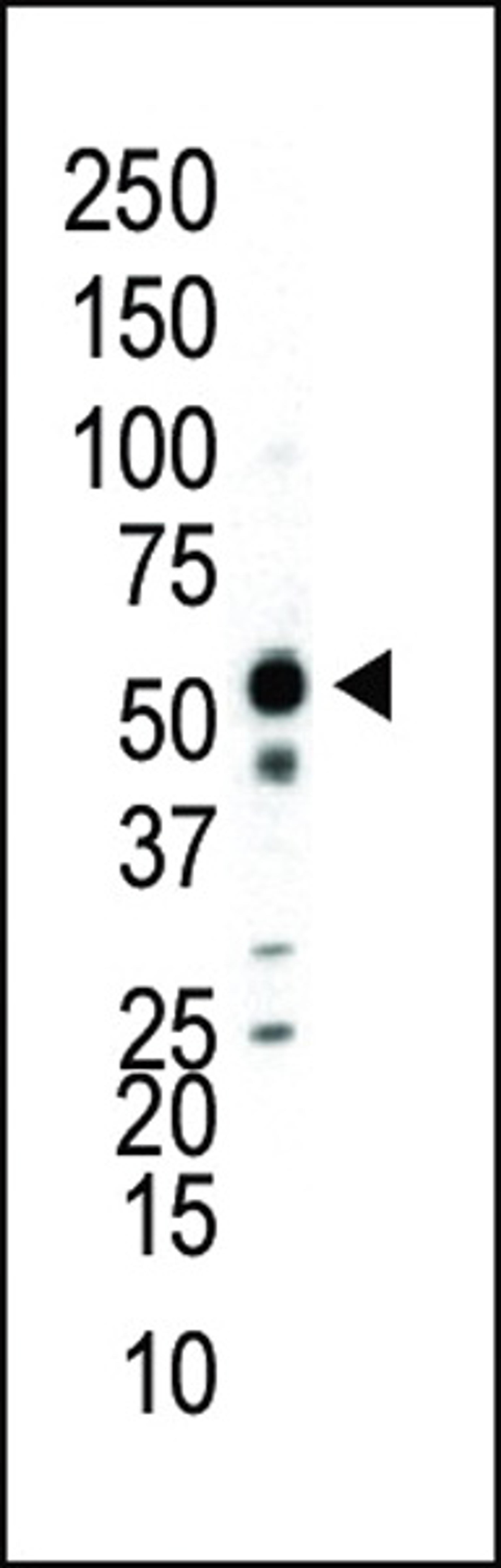 Western blot analysis of anti-JNK2 Pab in Jurkat cell lysate