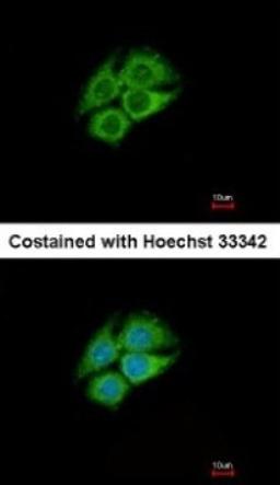 Immunocytochemistry/Immunofluorescence: PANK1 Antibody [NBP1-32509] - Analysis of methanol-fixed Hep G2, using antibody at 1:500 dilution.