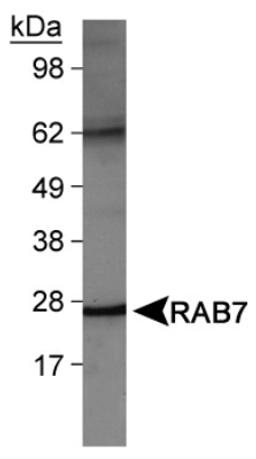 Western Blot: RAB7A Antibody [NBP1-05048] - Detection of RAB7 in NIH/3T3 cell lysates