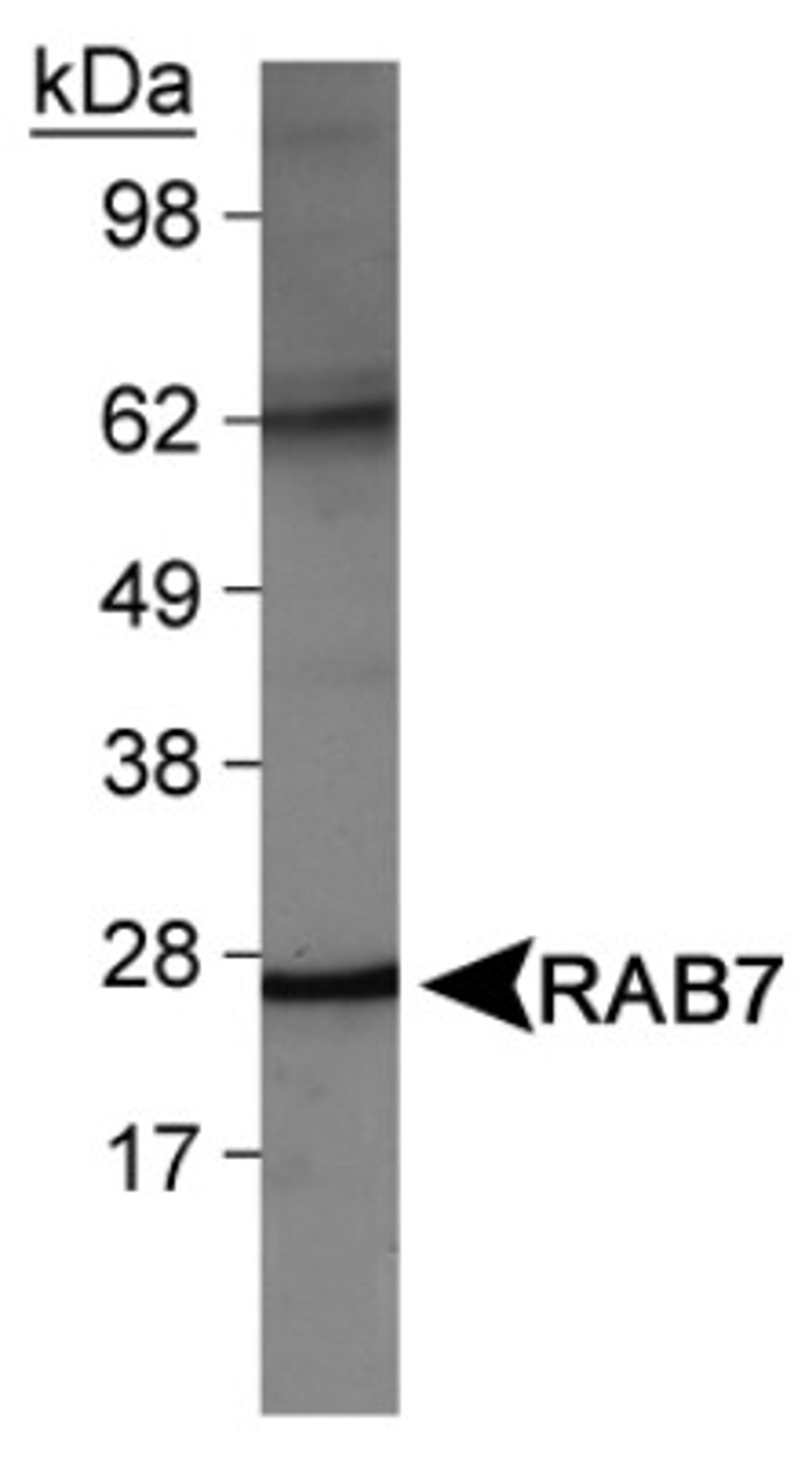 Western Blot: RAB7A Antibody [NBP1-05048] - Detection of RAB7 in NIH/3T3 cell lysates