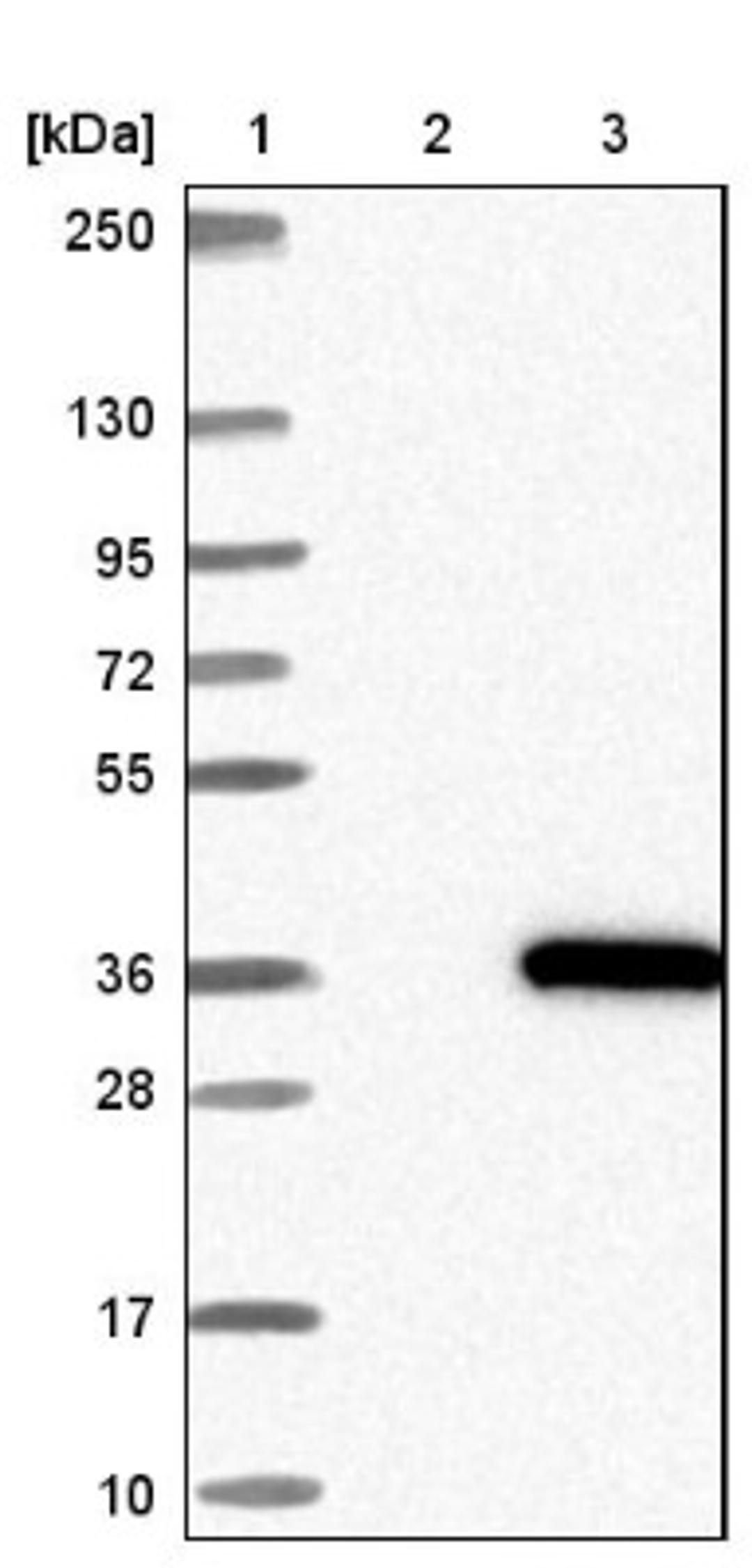 Western Blot: KCTD4 Antibody [NBP1-92045] - Lane 1: Marker [kDa] 250, 130, 95, 72, 55, 36, 28, 17, 10<br/>Lane 2: Negative control (vector only transfected HEK293T lysate)<br/>Lane 3: Over-expression lysate (Co-expressed with a C-terminal myc-DDK tag (~3.1 kDa) in mammalian HEK293T cells, LY405055)