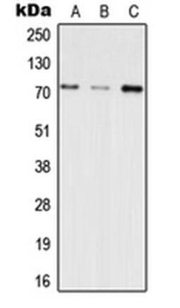 Western blot analysis of HEK293T (Lane 1), SP2/0 (Lane 2), H9C2 (Lane 3) whole cell lysates using INPP5E antibody