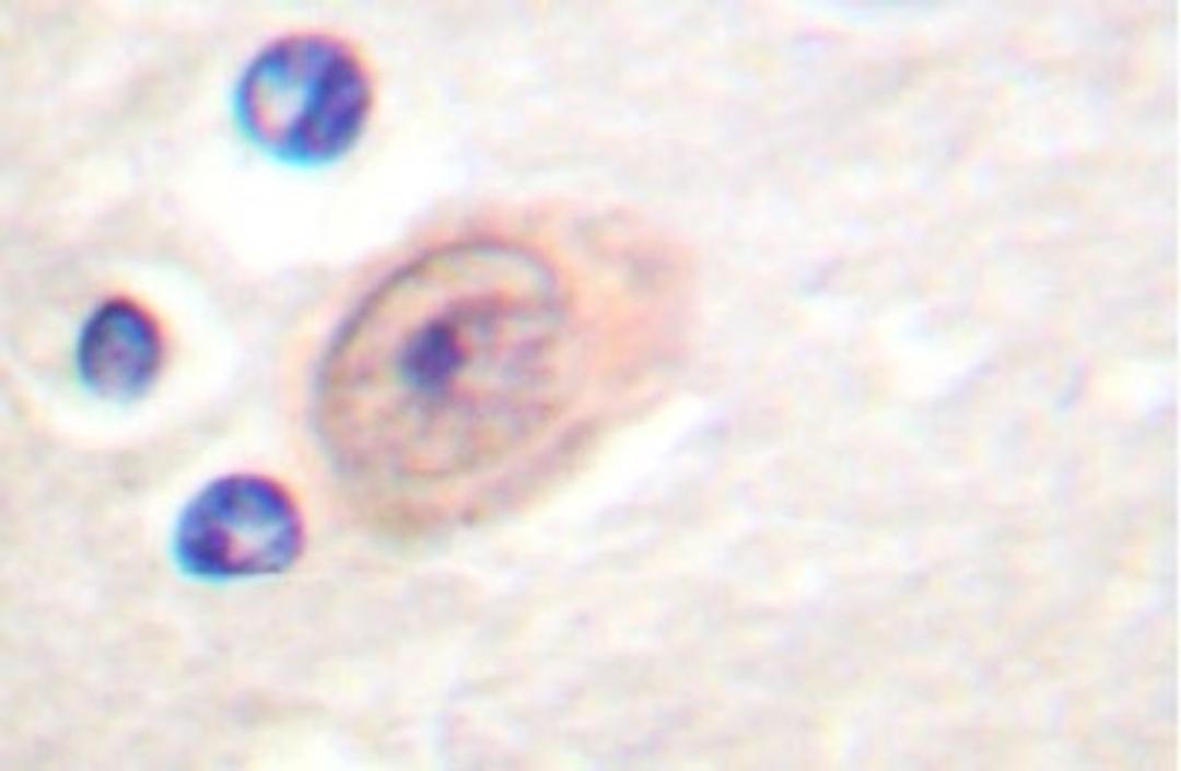 Immunohistochemistry-Paraffin: CAS/Exportin-2 Antibody [NB100-91723] - Paraffin-embedded human brain tissue.