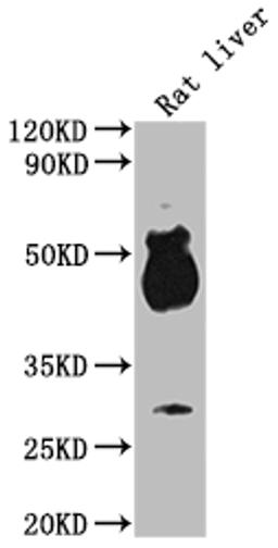 Western Blot. Positive WB detected in: Rat liver tissue. All lanes: Avpr1b antibody at 1:2000. Secondary. Goat polyclonal to rabbit IgG at 1/50000 dilution. Predicted band size: 48 kDa. Observed band size: 48 kDa.