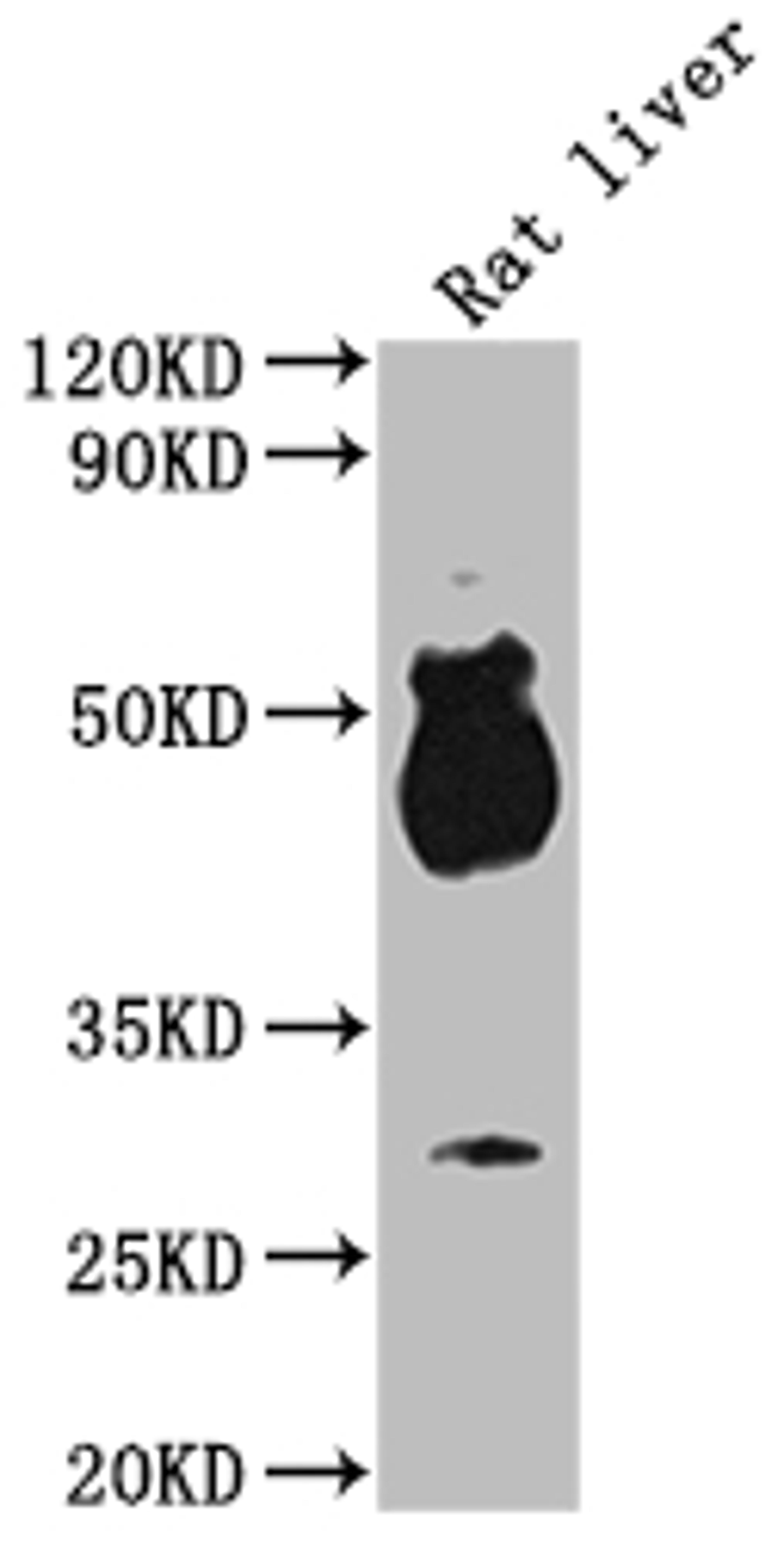 Western Blot. Positive WB detected in: Rat liver tissue. All lanes: Avpr1b antibody at 1:2000. Secondary. Goat polyclonal to rabbit IgG at 1/50000 dilution. Predicted band size: 48 kDa. Observed band size: 48 kDa.