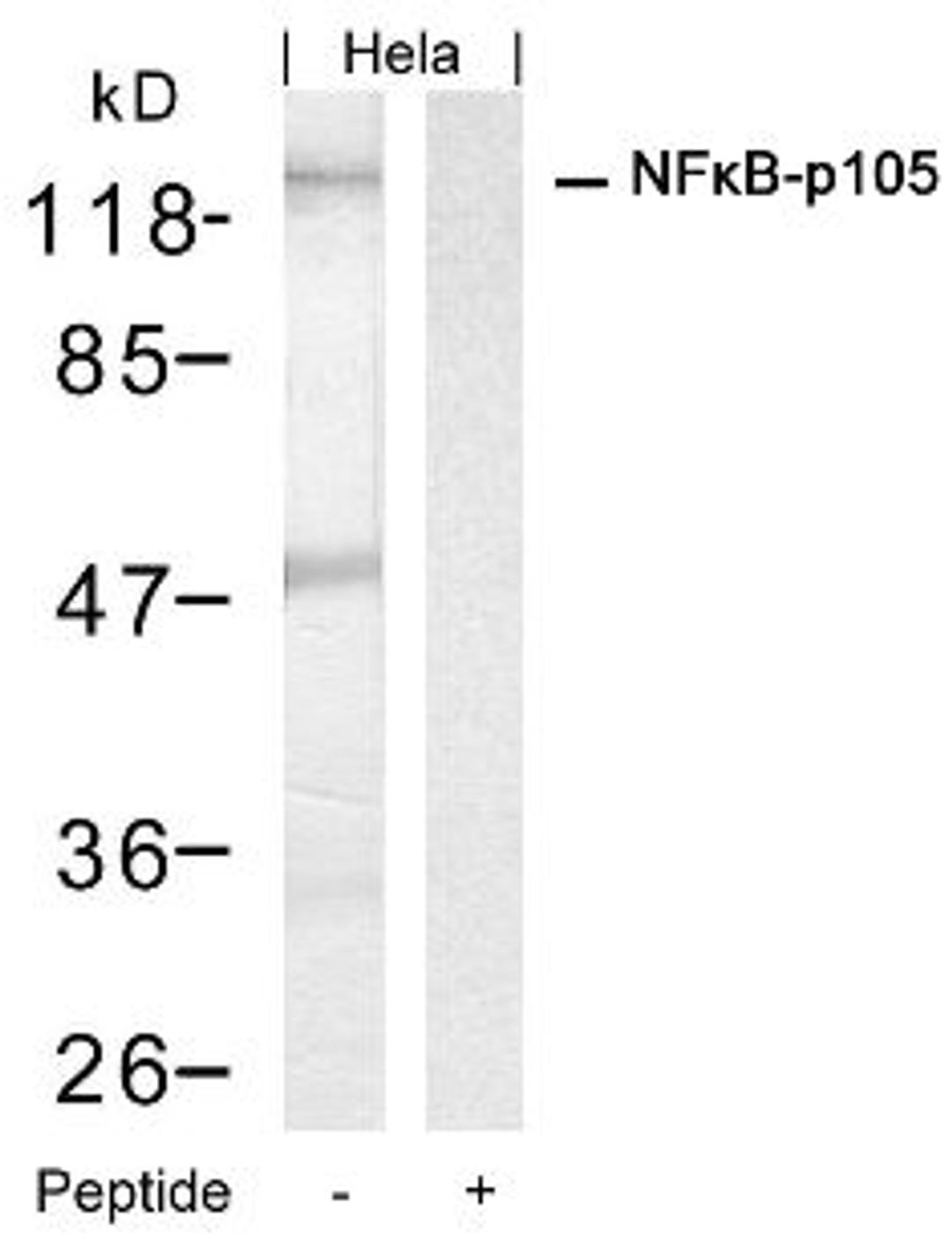 Western blot analysis of lysed extracts from HeLa cells using NFκB-p105/p50 (Ab-927).