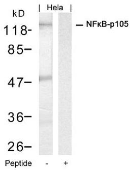Western blot analysis of lysed extracts from HeLa cells using NFκB-p105/p50 (Ab-927).