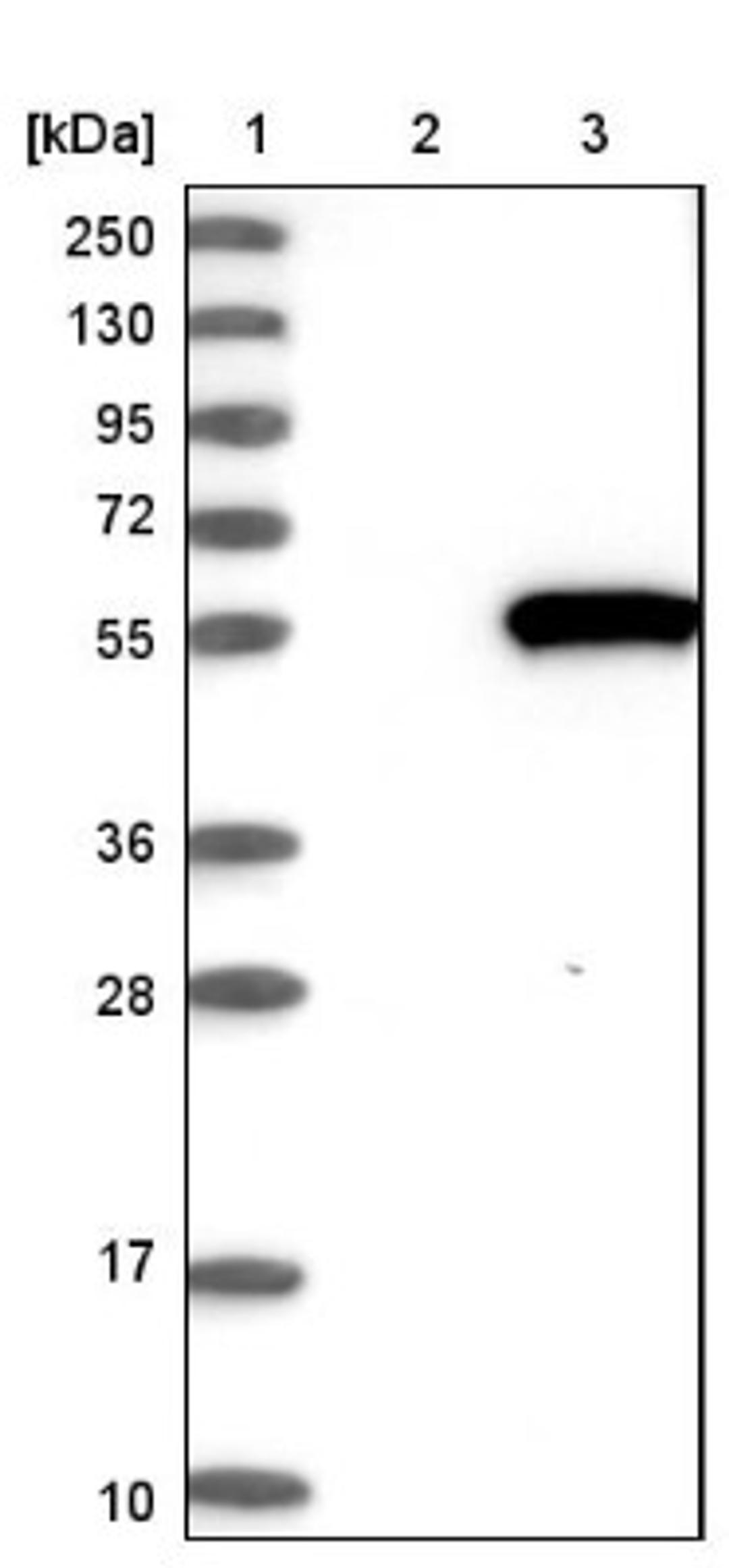 Western Blot: PDE7B Antibody [NBP1-85987] - Lane 1: Marker [kDa] 250, 130, 95, 72, 55, 36, 28, 17, 10<br/>Lane 2: Negative control (vector only transfected HEK293T lysate)<br/>Lane 3: Over-expression lysate (Co-expressed with a C-terminal myc-DDK tag (~3.1 kDa) in mammalian HEK293T cells, LY402727)