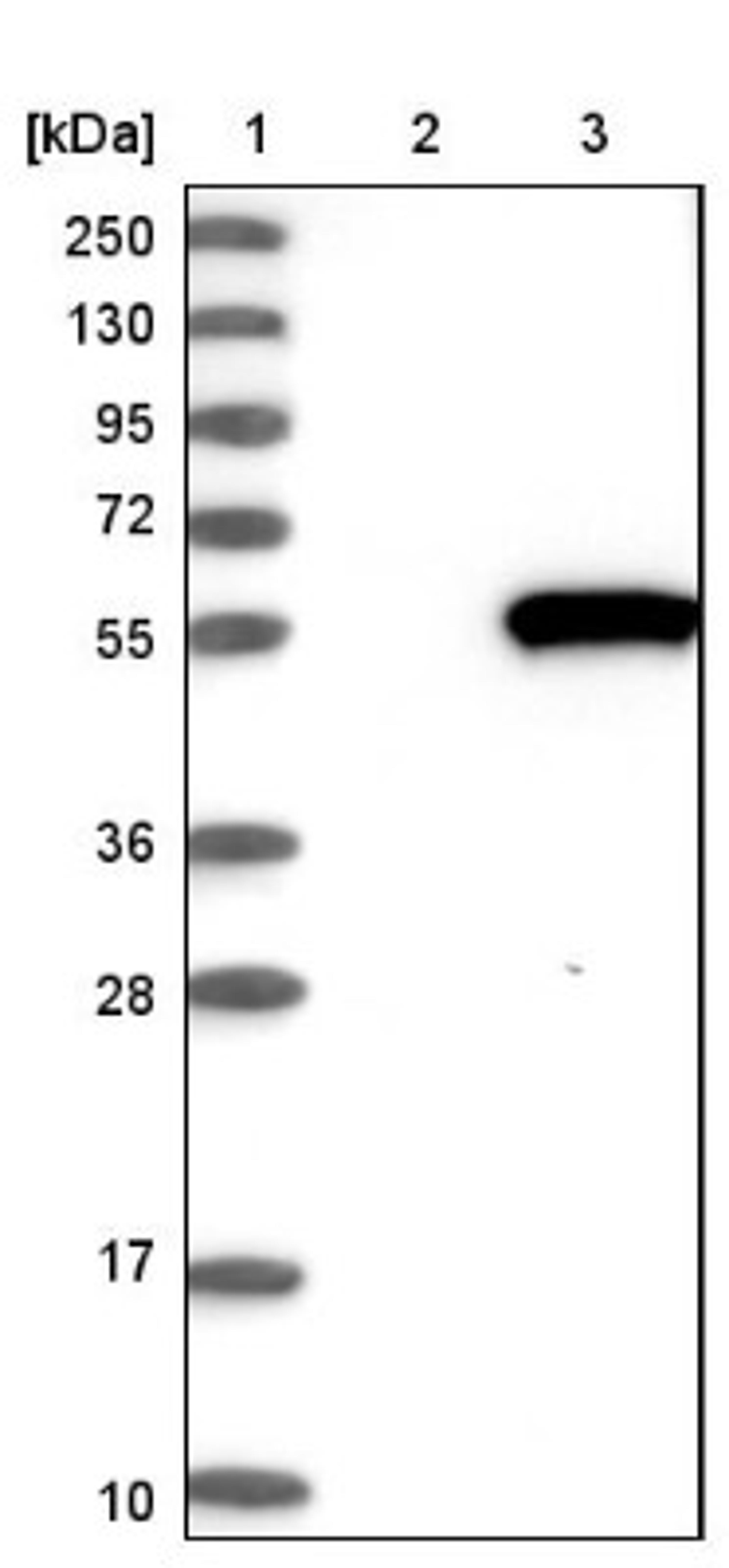 Western Blot: PDE7B Antibody [NBP1-85987] - Lane 1: Marker [kDa] 250, 130, 95, 72, 55, 36, 28, 17, 10<br/>Lane 2: Negative control (vector only transfected HEK293T lysate)<br/>Lane 3: Over-expression lysate (Co-expressed with a C-terminal myc-DDK tag (~3.1 kDa) in mammalian HEK293T cells, LY402727)