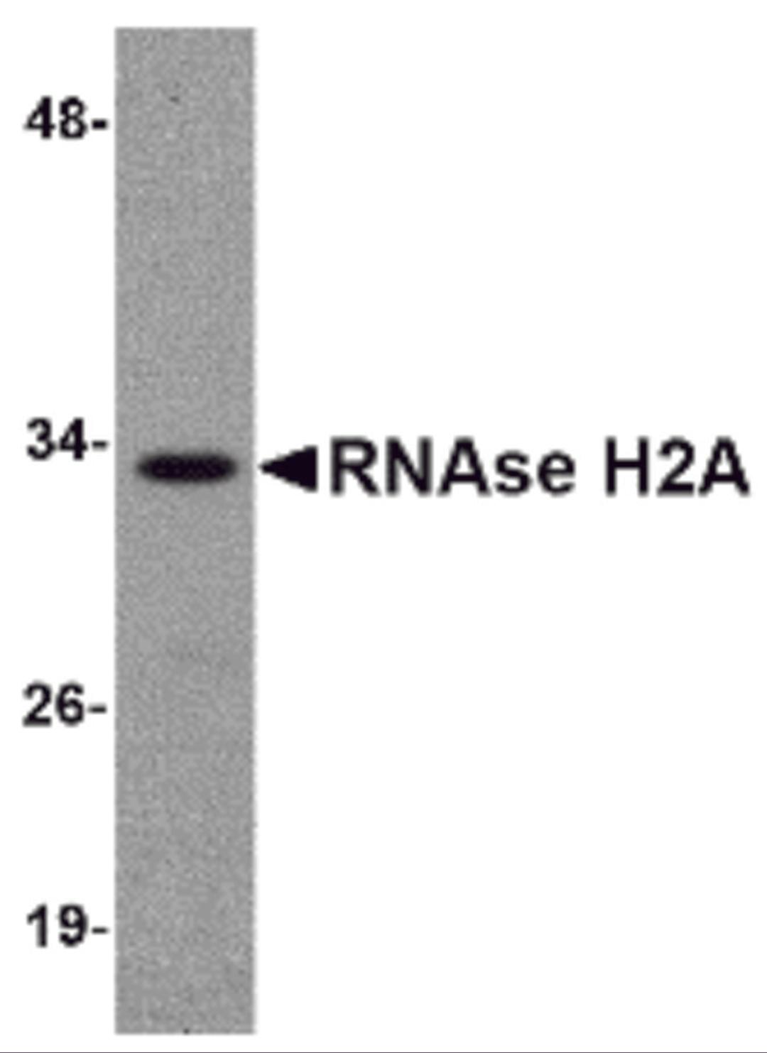 Western blot analysis of RNAse H2A in HeLa cell lysate with RNAse H2A antibody at 1 μg/mL.