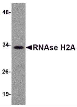 Western blot analysis of RNAse H2A in HeLa cell lysate with RNAse H2A antibody at 1 μg/mL.