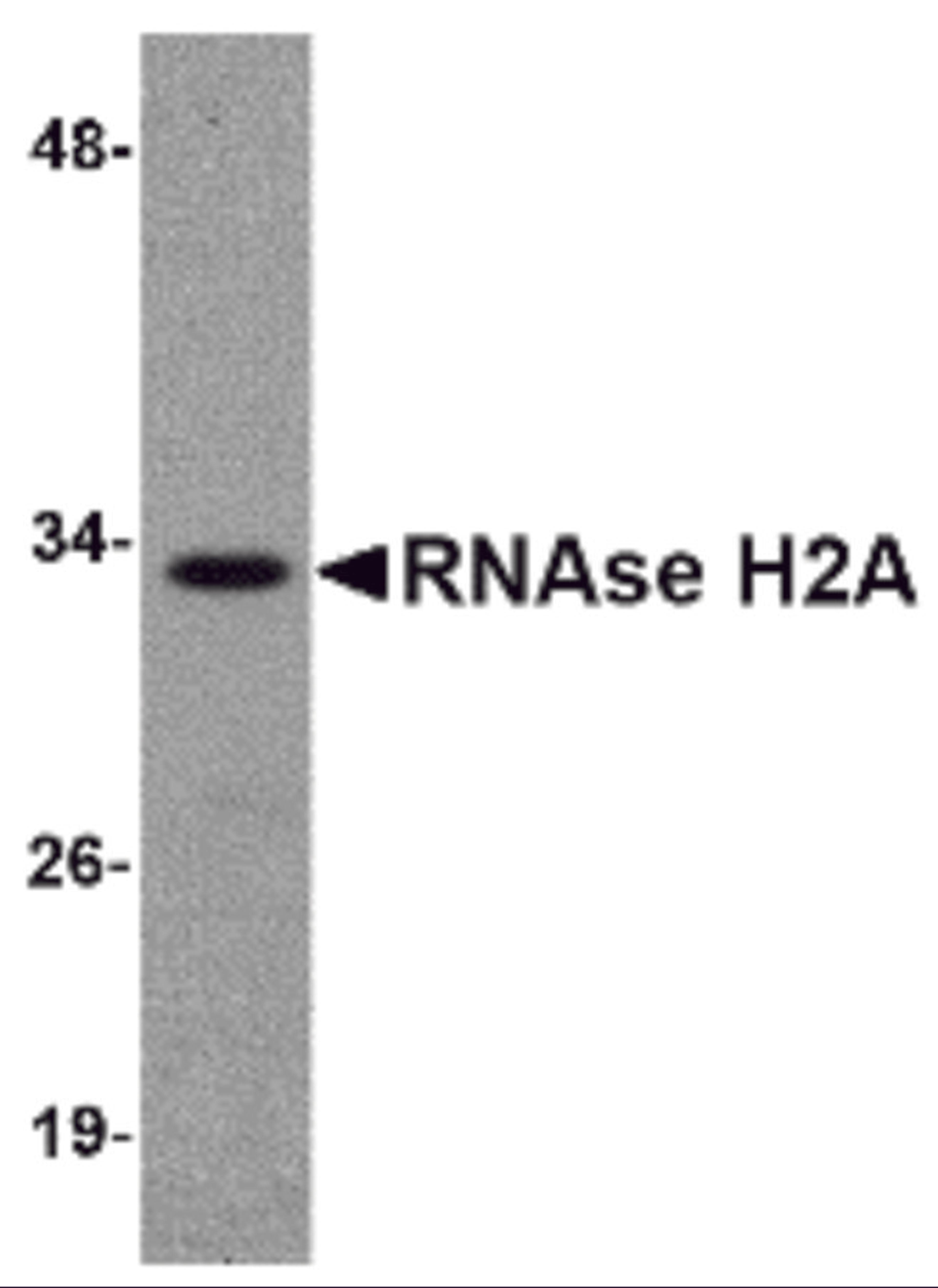 Western blot analysis of RNAse H2A in HeLa cell lysate with RNAse H2A antibody at 1 μg/mL.