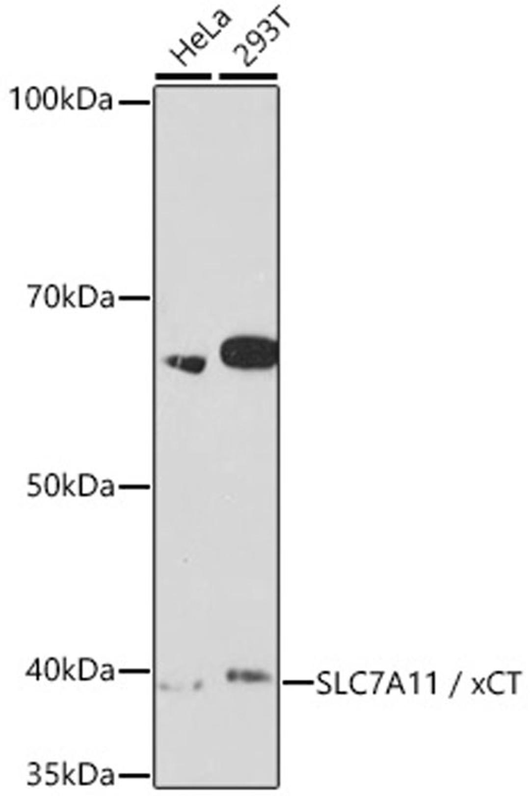 Western blot - SLC7A11 / xCT antibody (A2413)