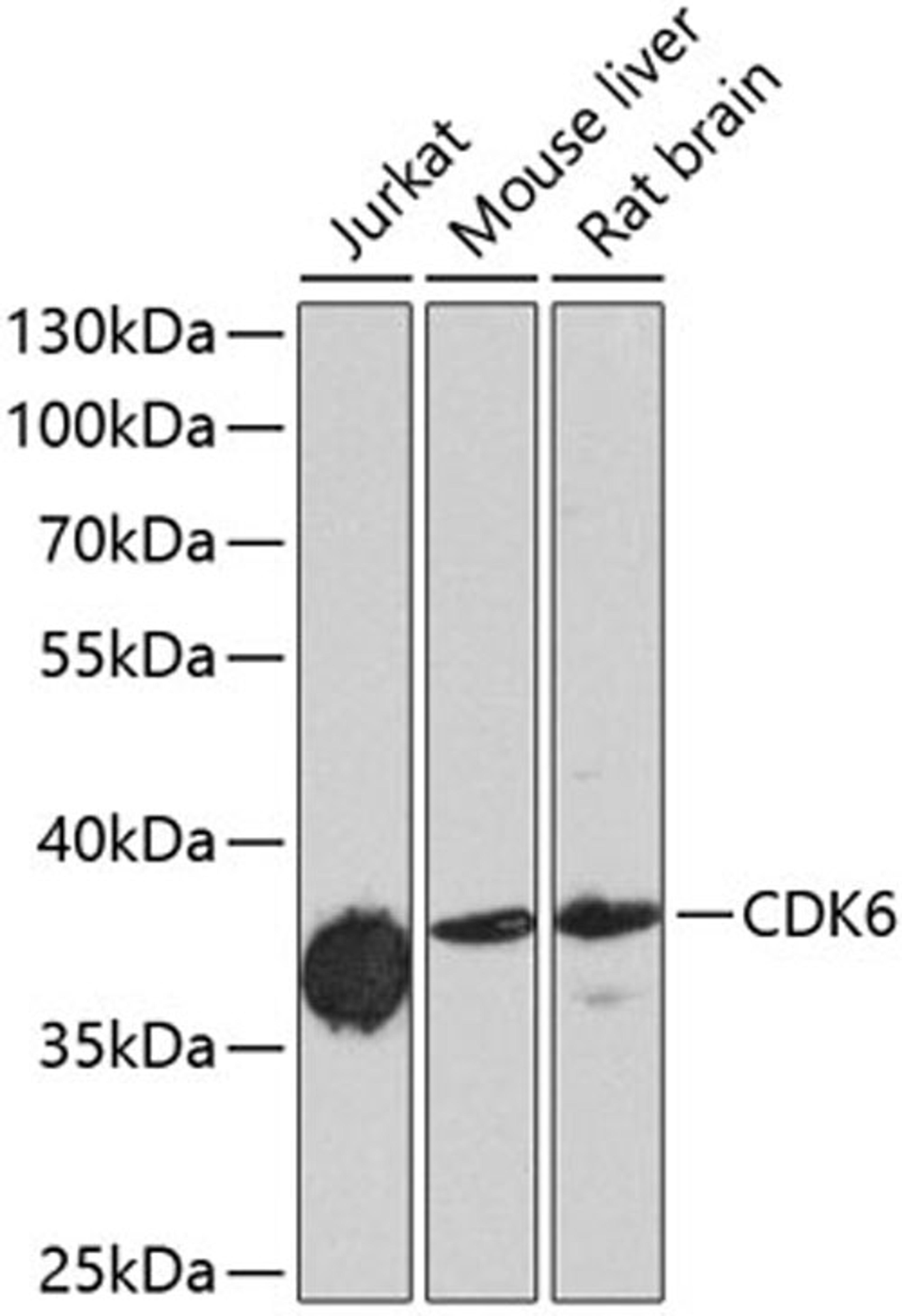 Western blot - CDK6 antibody (A0705)