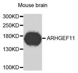 Western blot analysis of extracts of mouse brain using ARHGEF11 antibody