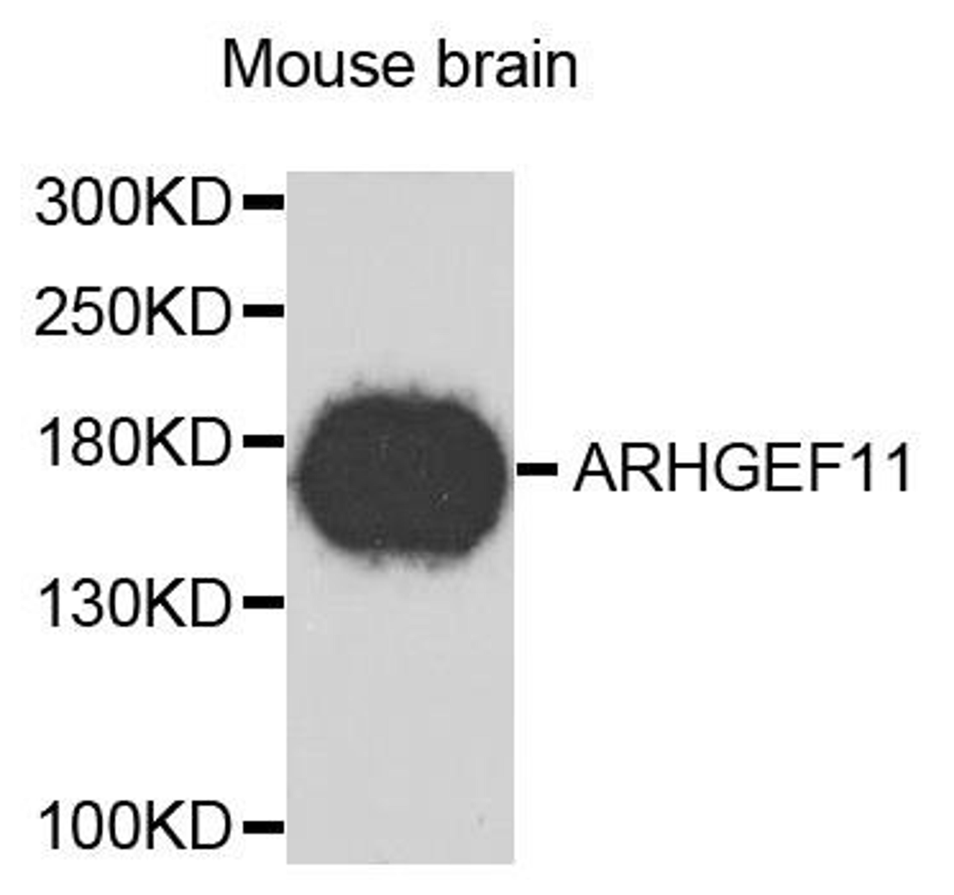 Western blot analysis of extracts of mouse brain using ARHGEF11 antibody