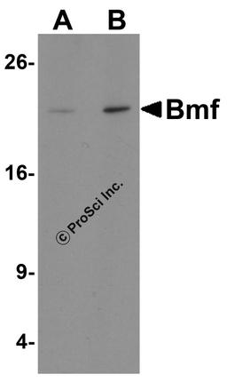 Western blot analysis of Bmf in 293 cell lysate with Bmf antibody at (A) 1 and (B) 2 μg/ml.