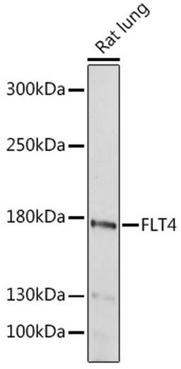 Western blot - FLT4 antibody (A13304)