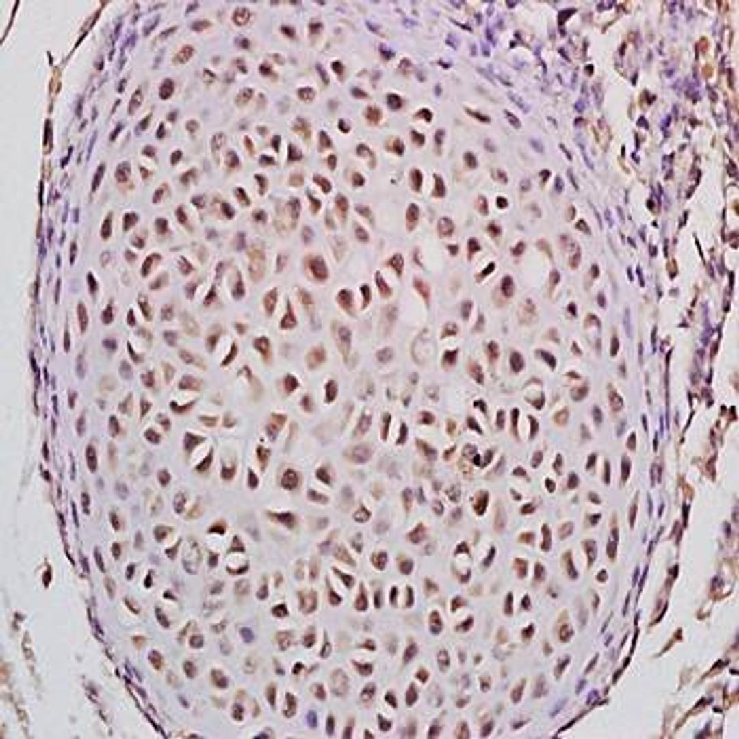 Immunohistochemical analysis of formalin-fixed and paraffin embedded mouse embryo tissue ( dilution at:1:200) using STEAP4 antibody