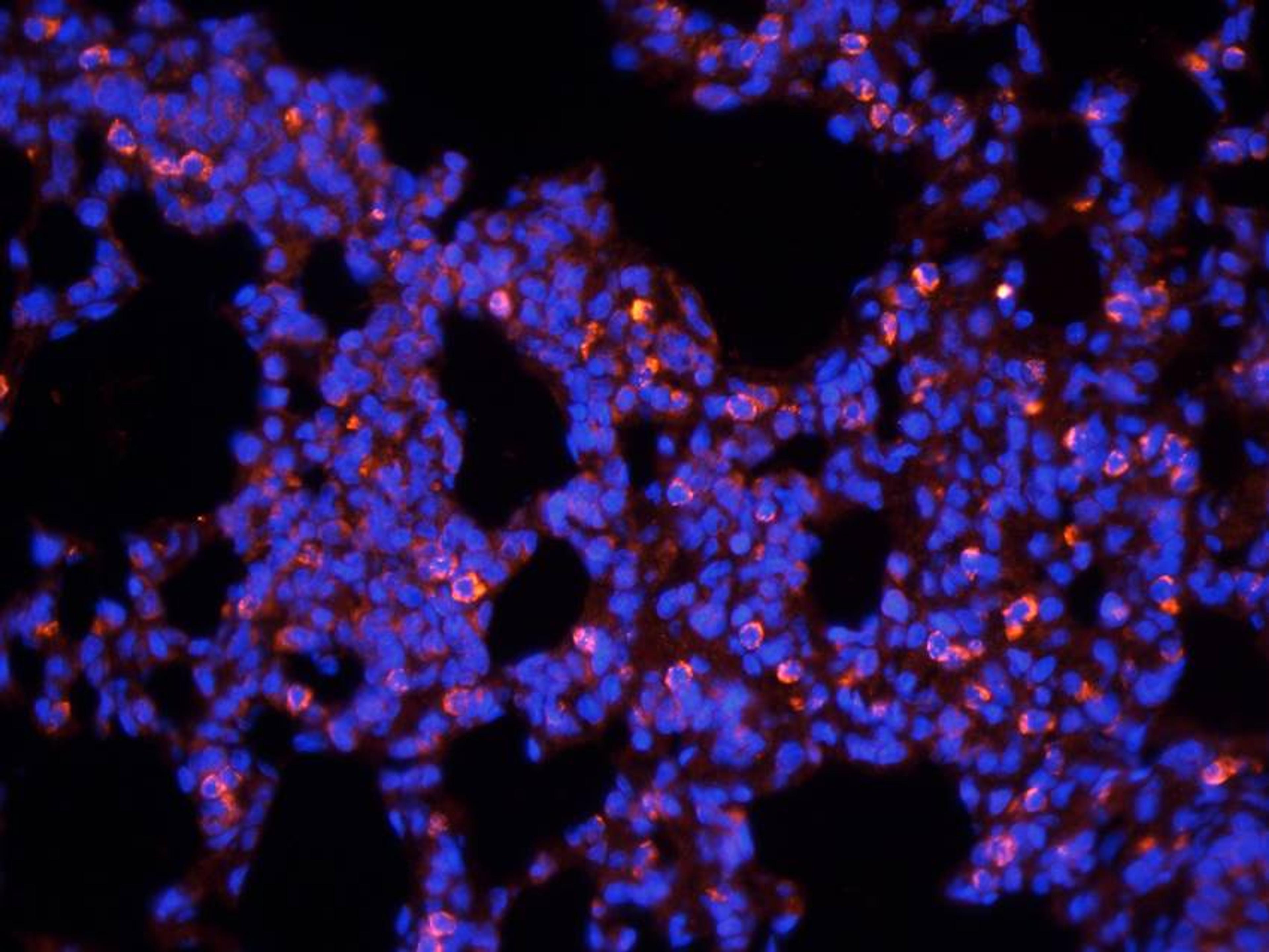 IF analysis of guinea pig lung tissue using anti-Aquaporin 9 (dilution of primary antibody at 2.5 ug/ml)