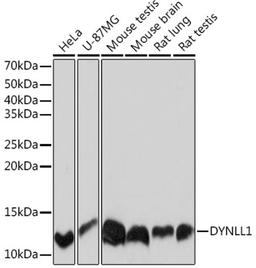 Western blot - DYNLL1 Rabbit mAb (A4353)