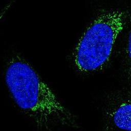 Immunocytochemistry/Immunofluorescence: PAX9 Antibody [NBP1-89481] - Staining of human cell line U-2 OS shows positivity in nucleus & mitochondria.