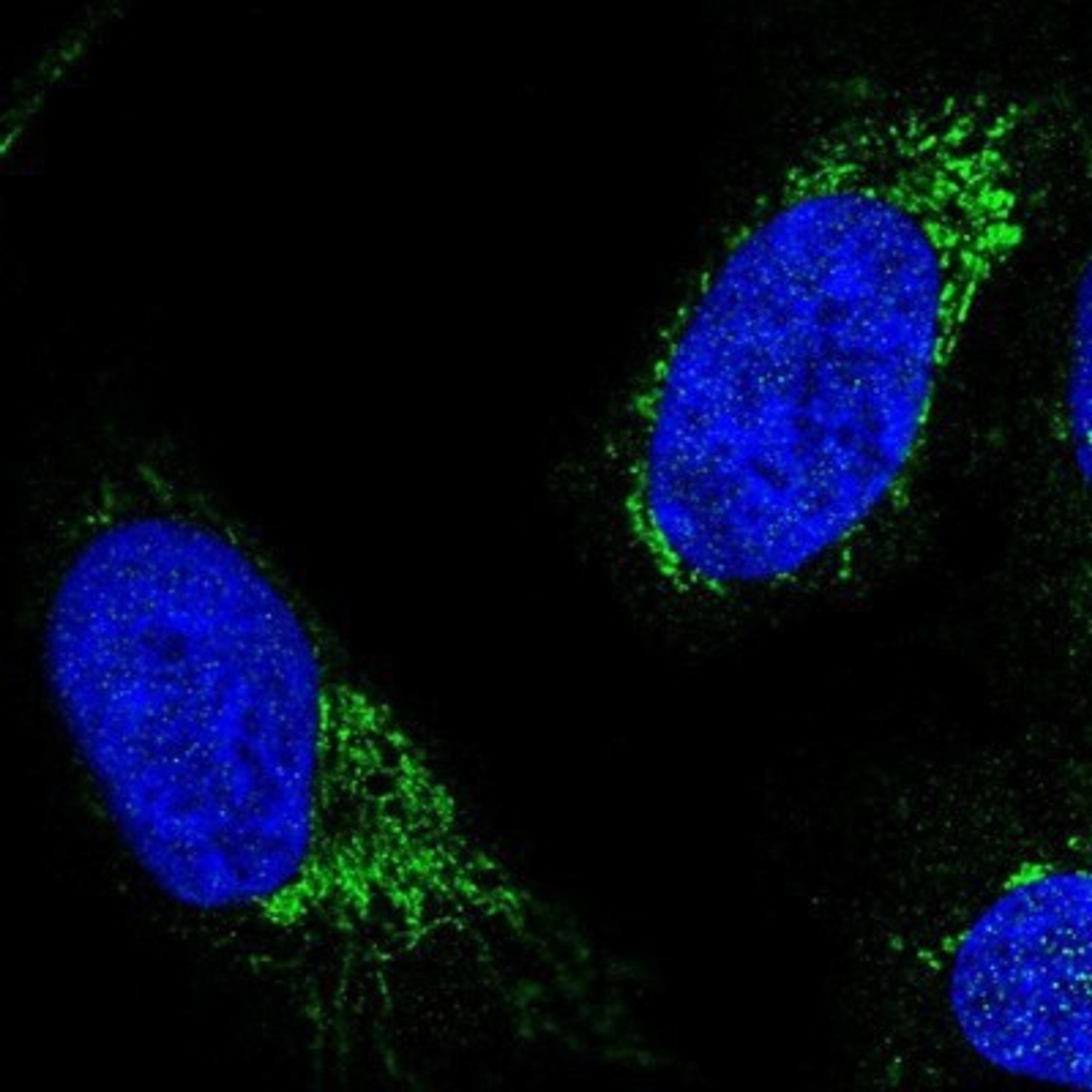 Immunocytochemistry/Immunofluorescence: PAX9 Antibody [NBP1-89481] - Staining of human cell line U-2 OS shows positivity in nucleus & mitochondria.