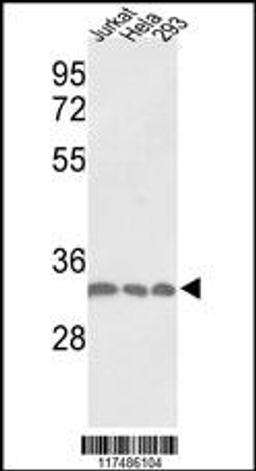 Western blot analysis of PCNA Antibody in Jurkat, Hela, 293 cell line lysates (35ug/lane)