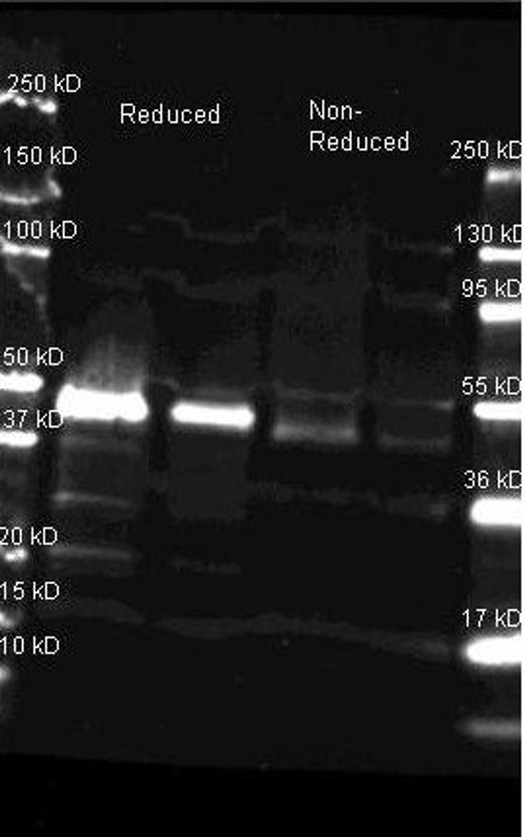 Western blot analysis of horse radish peroxidase Reduced (Lane1), horse radish peroxidase Reduced (Lane2), horse radish peroxidase Non-Reduced (Lane3), horse radish peroxidase Non-Reduced (Lane4), Load: Lane 1 and 3 - 1.0 ug per lane, Lane 2 and 4 - 0.25 