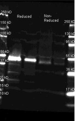 Western blot analysis of horse radish peroxidase Reduced (Lane1), horse radish peroxidase Reduced (Lane2), horse radish peroxidase Non-Reduced (Lane3), horse radish peroxidase Non-Reduced (Lane4), Load: Lane 1 and 3 - 1.0 ug per lane, Lane 2 and 4 - 0.25