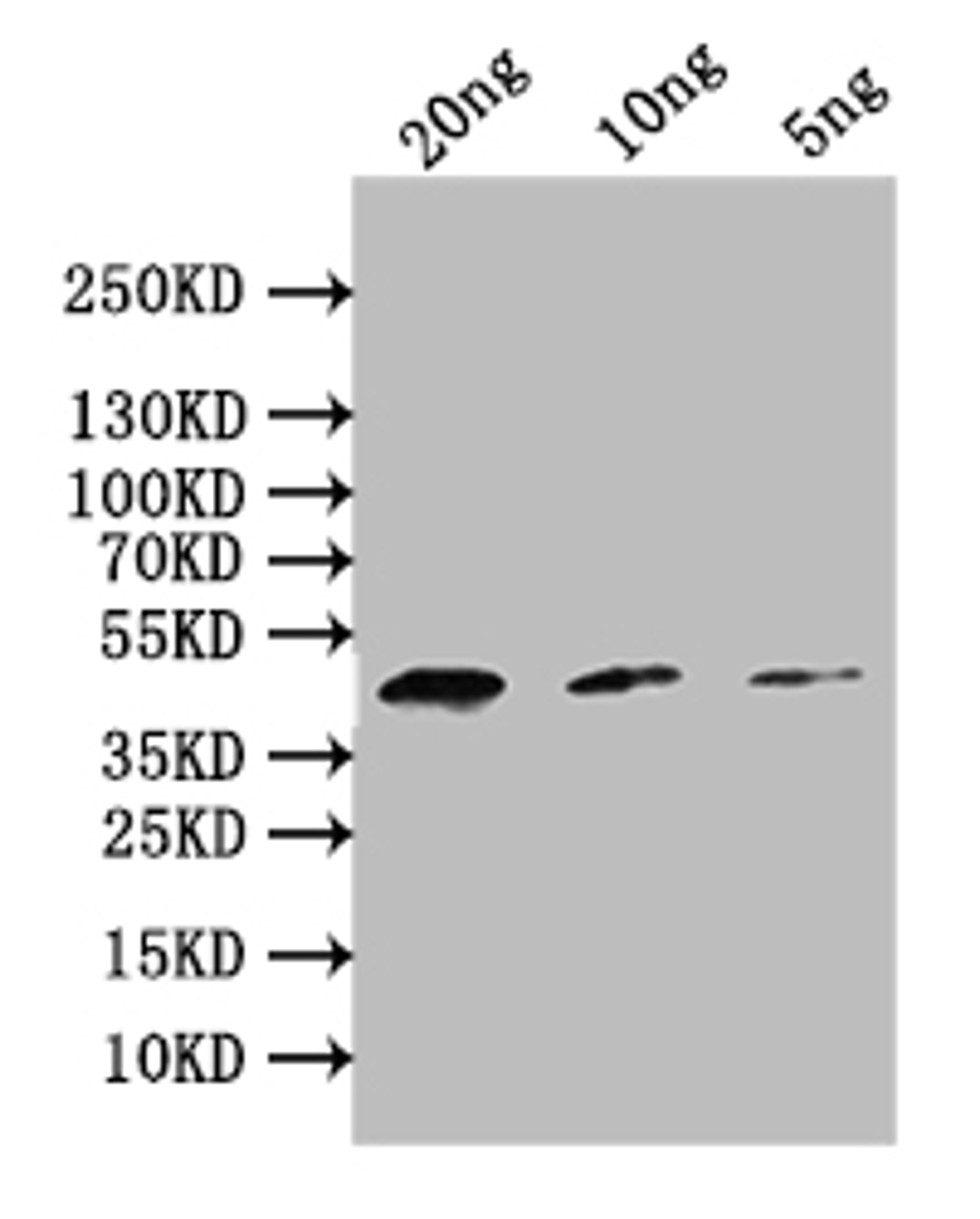 Western Blot. Positive WB detected in: recombinant protein. All lanes: PMI Antibody at 1:1000. Secondary. Goat polyclonal to rabbit IgG at 1/50000 dilution. Predicted band size: 39 kDa. Observed band size: 39 kDa. 