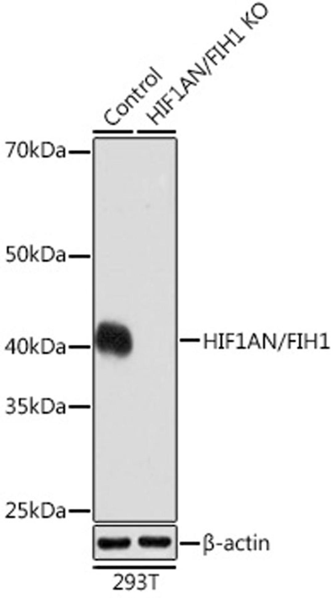 Western blot - HIF1AN/FIH1 antibody (A3701)