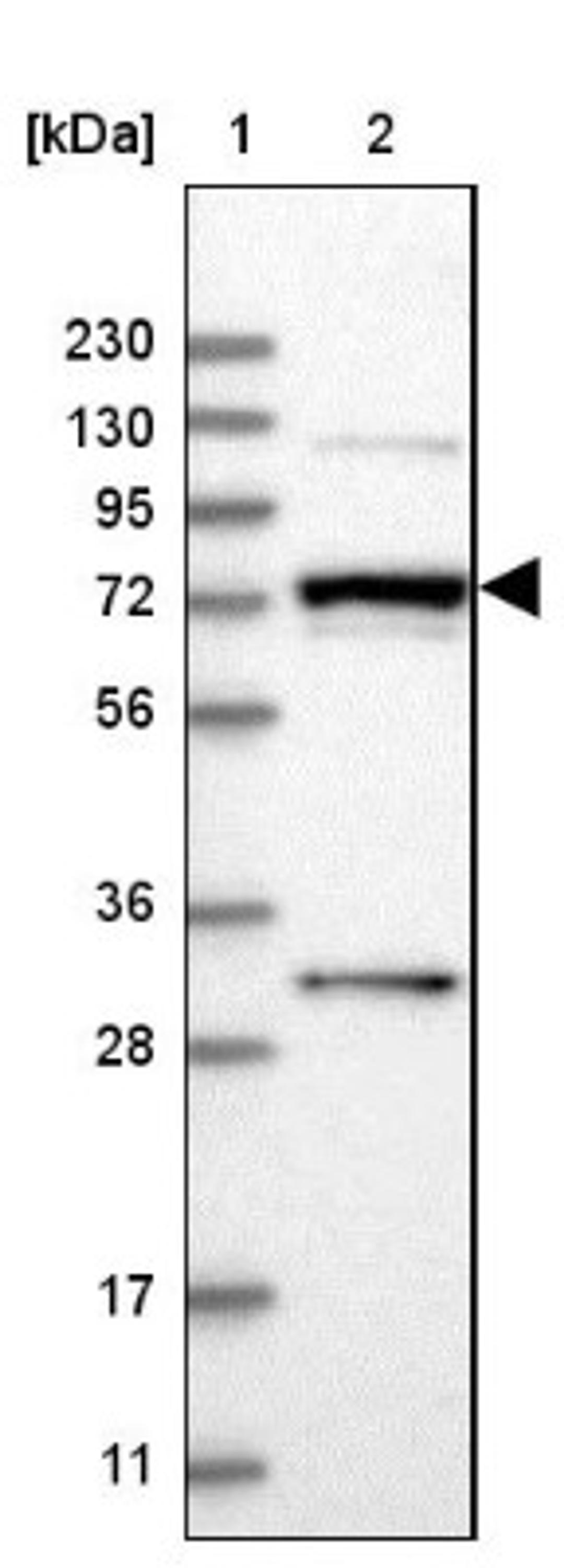 Western Blot: MAN1A2 Antibody [NBP1-82802] - Lane 1: Marker [kDa] 230, 130, 95, 72, 56, 36, 28, 17, 11<br/>Lane 2: Human cell line RT-4