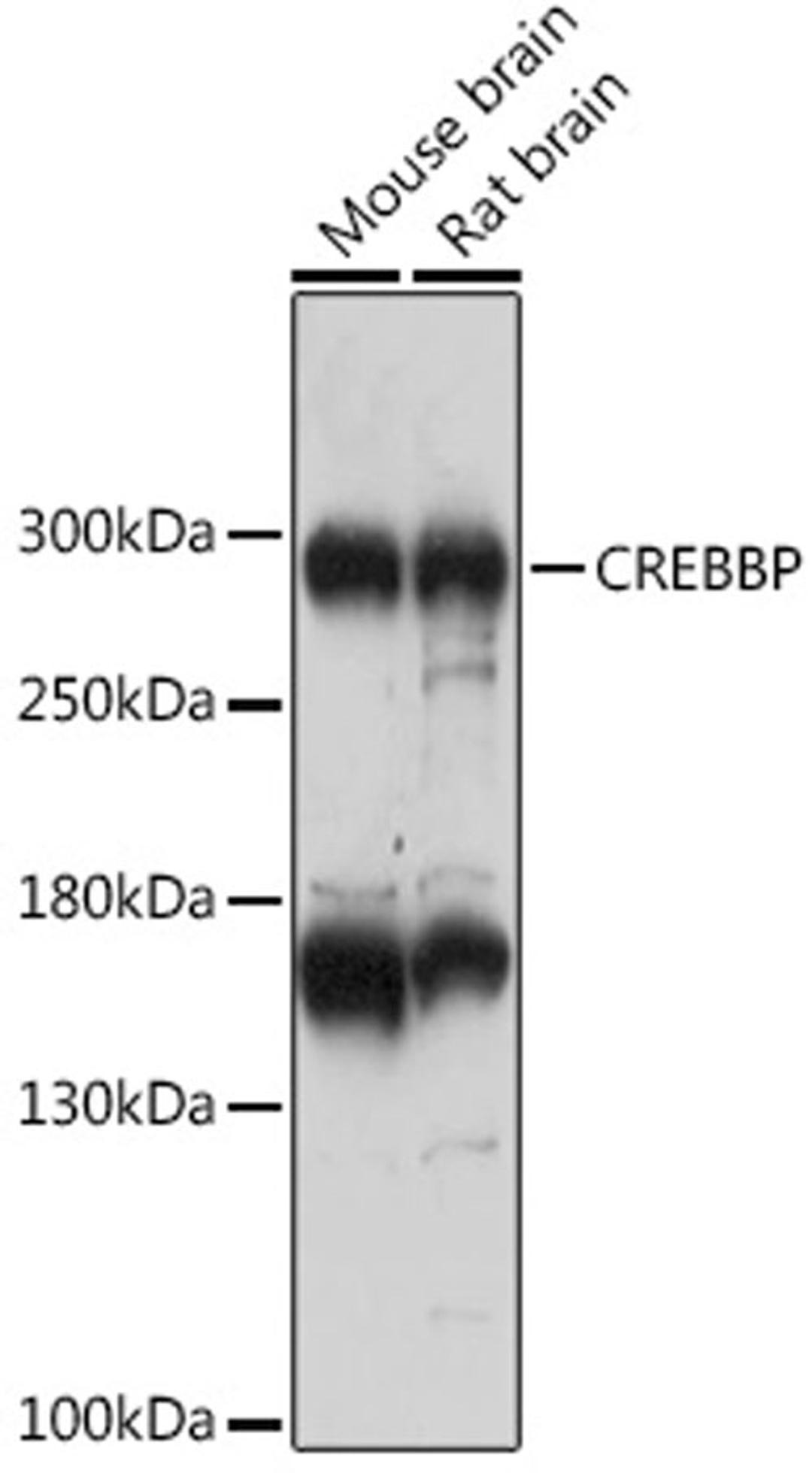 Western blot - CREBBP antibody (A17096)