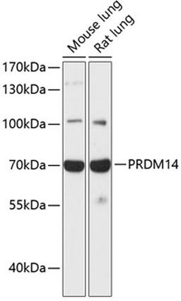 Western blot - PRDM14 antibody (A13658)