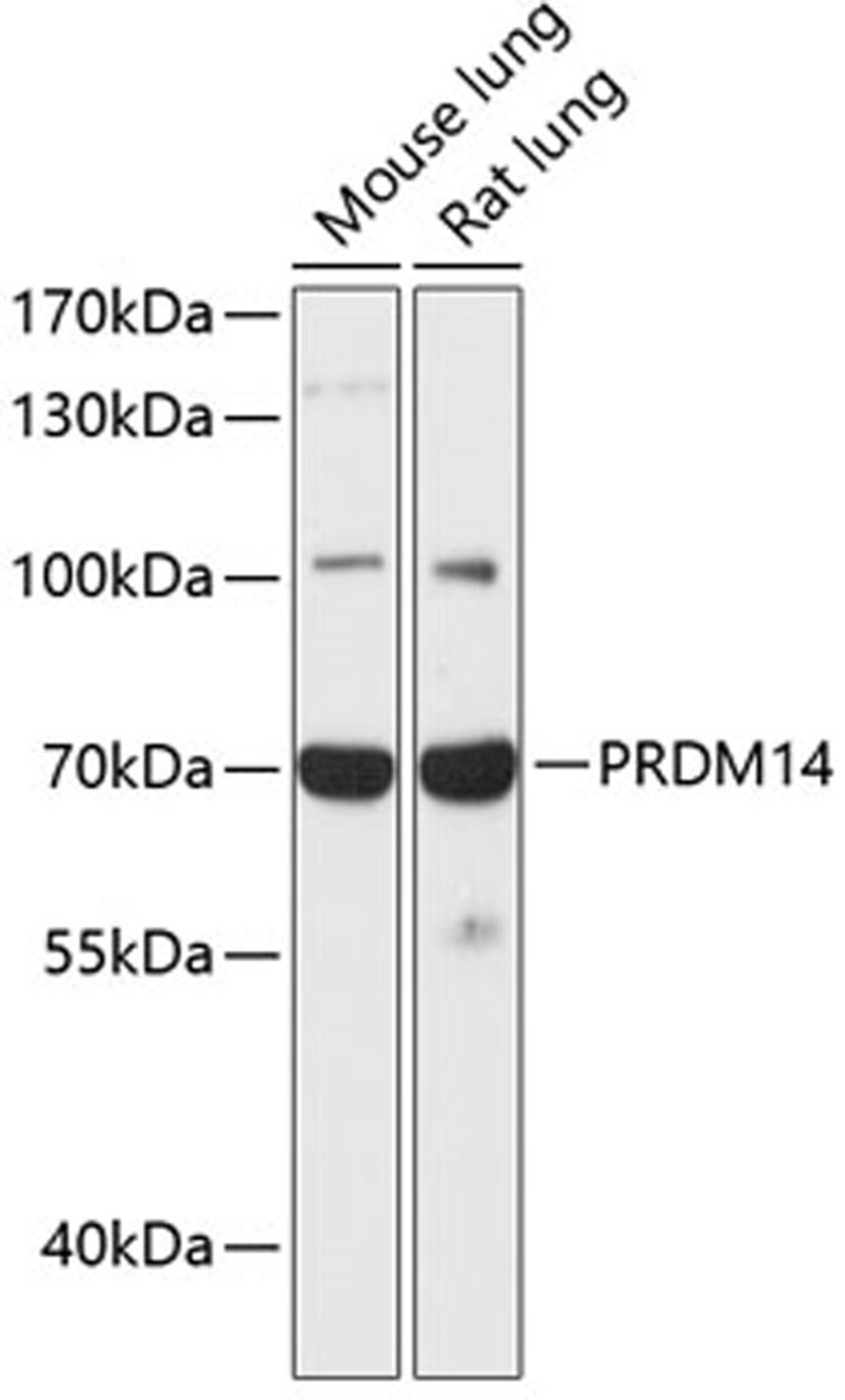 Western blot - PRDM14 antibody (A13658)