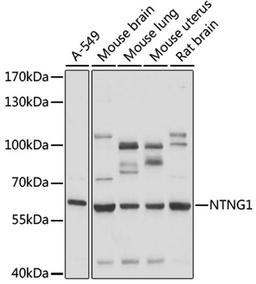 Western blot - NTNG1 antibody (A17875)