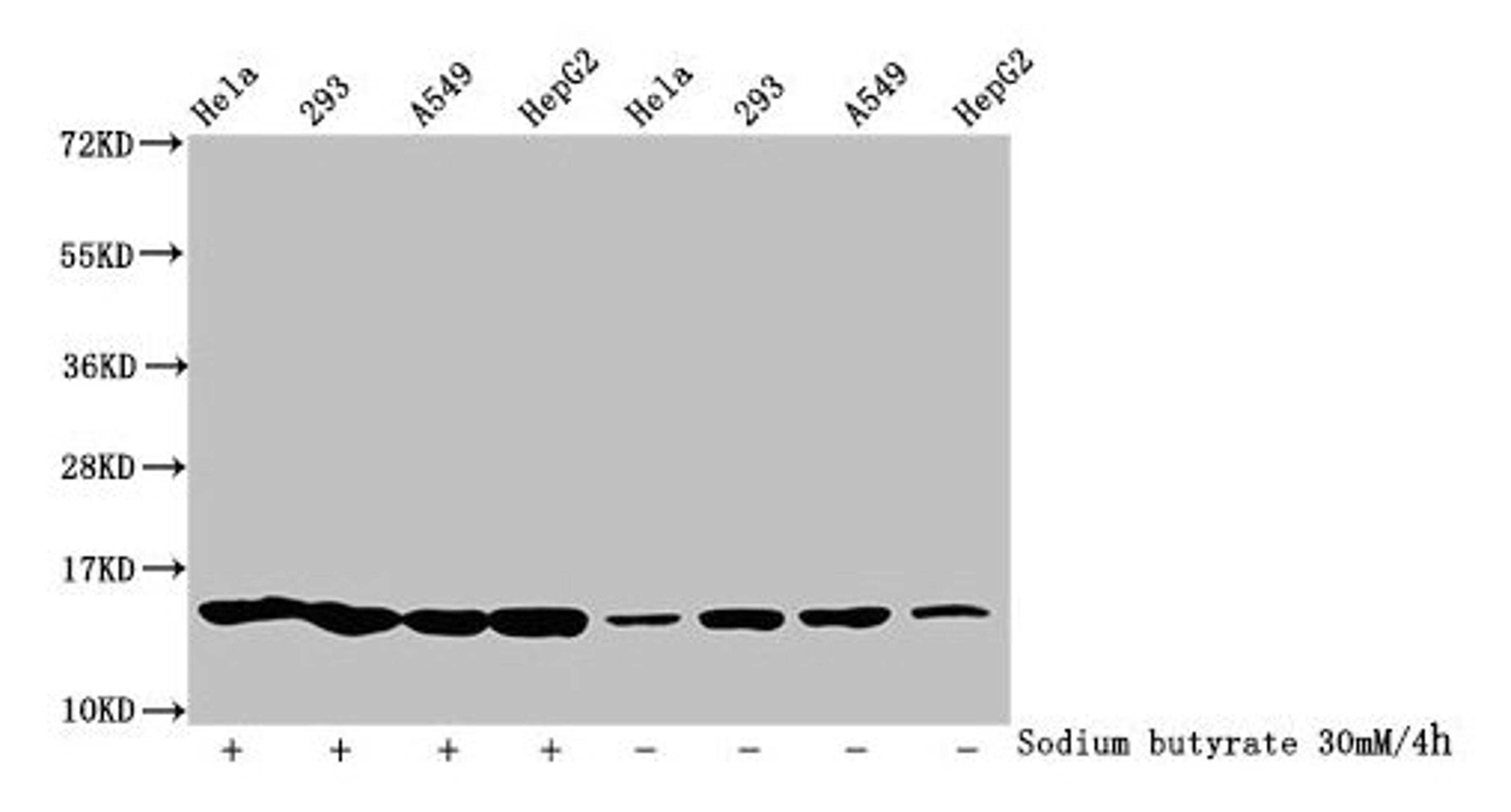 Western Blot. Detected samples: Hela whole cell lysate, 293 whole cell lysate, A549 whole cell lysate, HepG2 whole cell lysate; Untreated (-) or treated (+) with 30mM sodium butyrate for 4h. All lanes: HIST1H2BC antibody at 1:100. Secondary. Goat polyclonal to rabbit IgG at 1/50000 dilution. Predicted band size: 14 kDa. Observed band size: 14 kDa