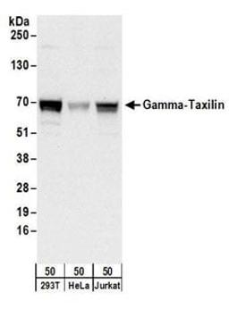 Detection of human Gamma-Taxilin by western blot.