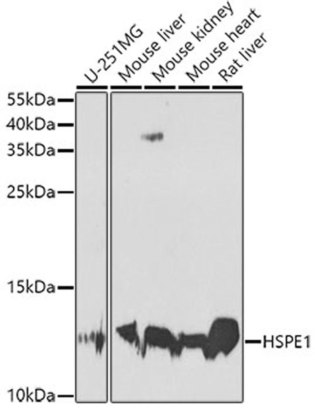 Western blot - HSPE1 antibody (A7437)