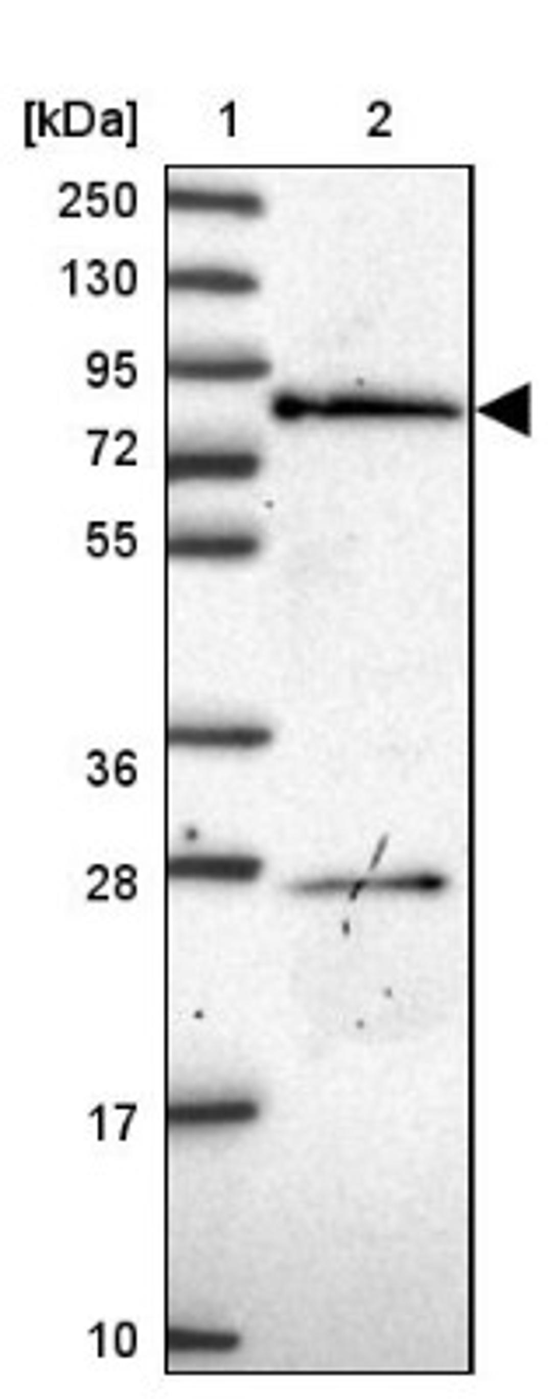 Western Blot: PDE4C Antibody [NBP2-33543] - Lane 1: Marker [kDa] 250, 130, 95, 72, 55, 36, 28, 17, 10<br/>Lane 2: Human cell line RT-4