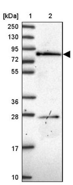 Western Blot: PDE4C Antibody [NBP2-33543] - Lane 1: Marker [kDa] 250, 130, 95, 72, 55, 36, 28, 17, 10<br/>Lane 2: Human cell line RT-4