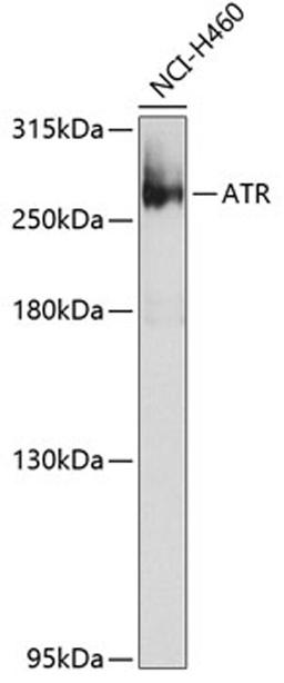 Western blot - ATR Antibody (A7247)