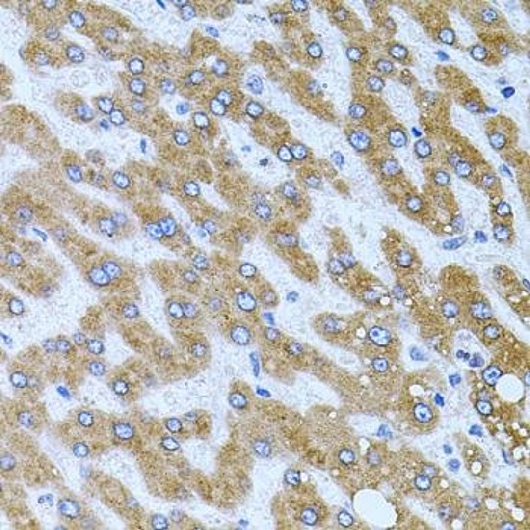 Immunohistochemical staining of human stomach tissue using CPM antibody (dilution of 1:100)