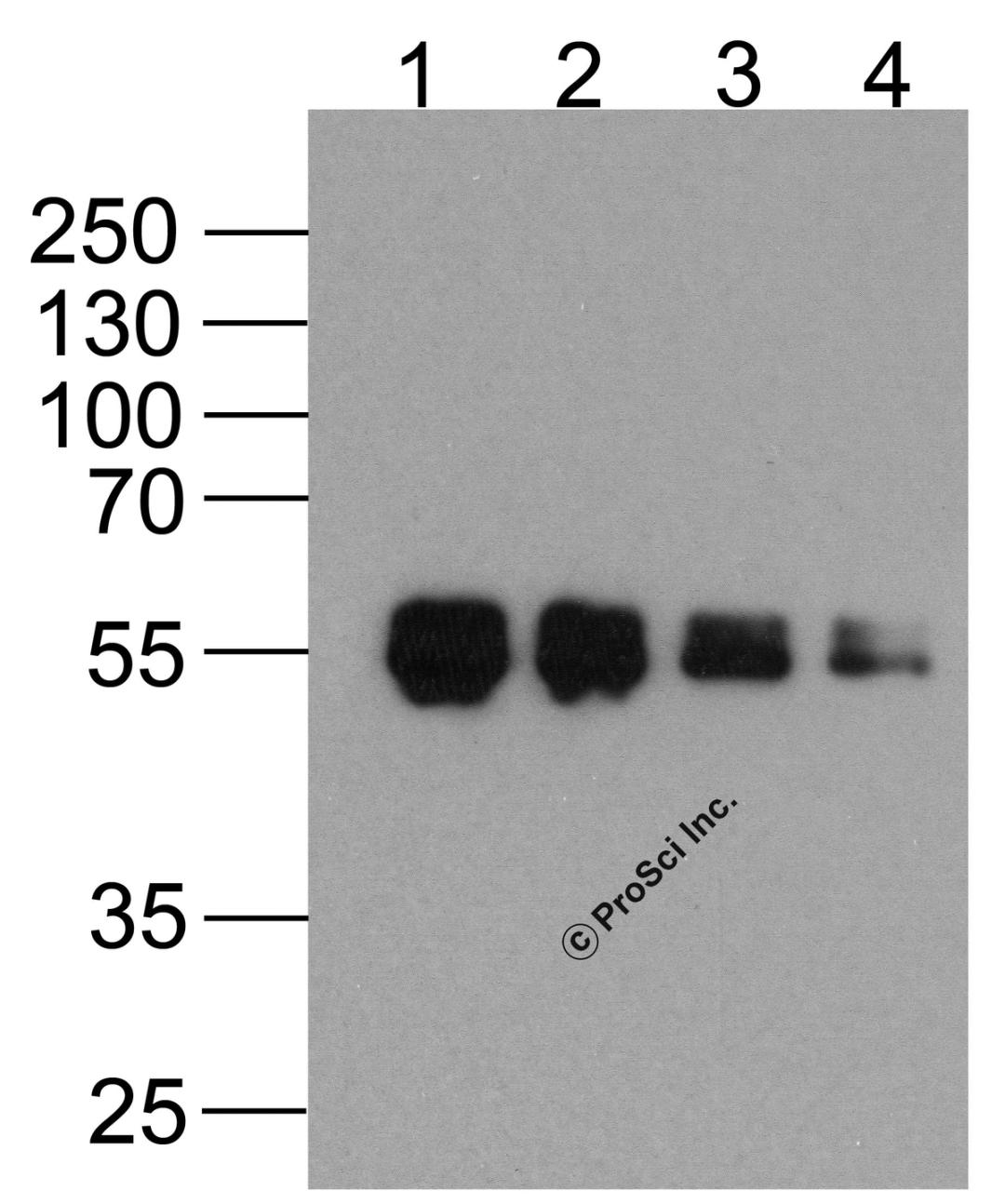 Western blot analysis of (1) 1000ng, (2) 500ng, (3) 250ng, and (4) 125ng of DDDDK-tagged recombinant protein (GGP1) with Biotin-DDDDK-tag antibody at 0.5 μg/ml.