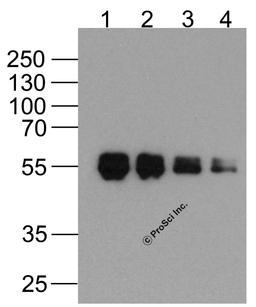 Western blot analysis of (1) 1000ng, (2) 500ng, (3) 250ng, and (4) 125ng of DDDDK-tagged recombinant protein (GGP1) with Biotin-DDDDK-tag antibody at 0.5 μg/ml.