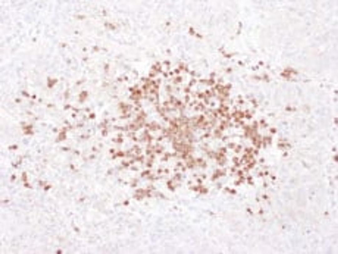 Detection of human Stomatin by immunohistochemistry.