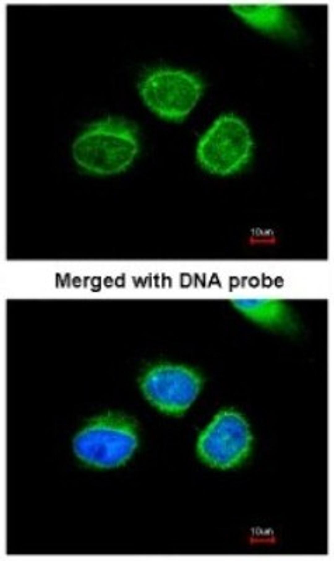 Immunocytochemistry/Immunofluorescence: AKR7A2 Antibody [NBP1-32828] - Paraformaldehyde-fixed HeLa, using antibody at 1:200 dilution.