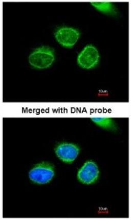 Immunocytochemistry/Immunofluorescence: AKR7A2 Antibody [NBP1-32828] - Paraformaldehyde-fixed HeLa, using antibody at 1:200 dilution.