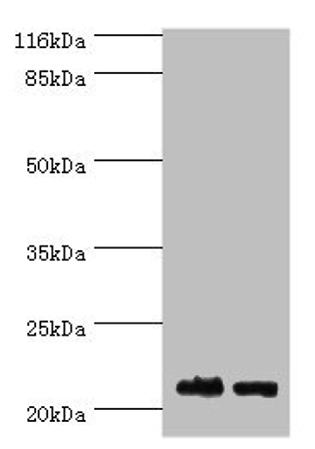 Western blot. All lanes: NABP1 antibody at 2µg/ml. Lane 1: Hela whole cell lysate. Lane 2: Jurkat whole cell lysate. Secondary. Goat polyclonal to rabbit IgG at 1/10000 dilution. Predicted band size: 23, 14, 15 kDa. Observed band size: 23 kDa